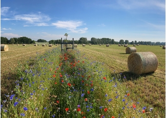 01 Bluehstreifen_Agroforst_Defaf_web